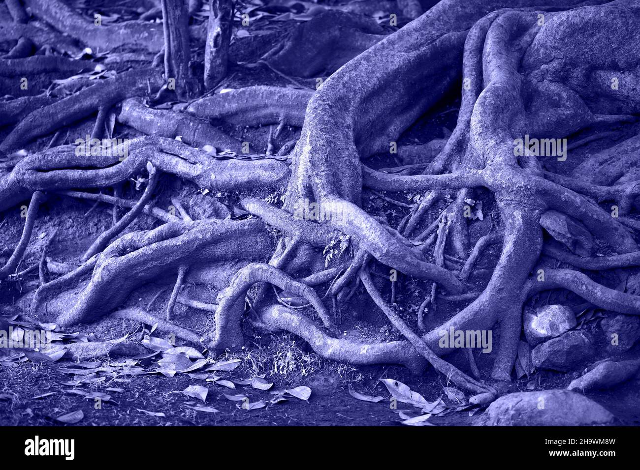 Texture of very old root of the tree in the forest. Violet color ...