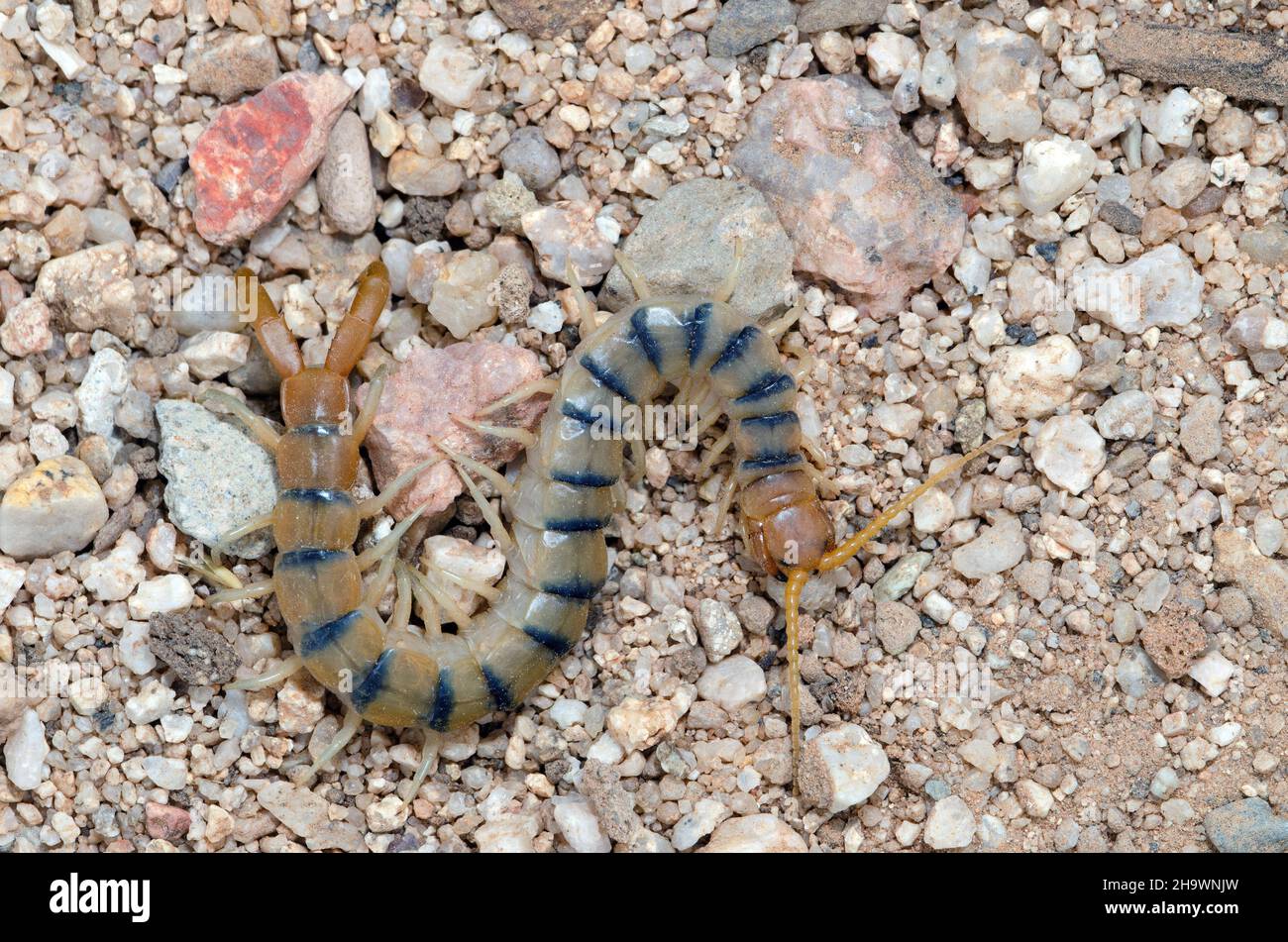 Common Desert Centipede (Scolopendra polymorpha) Stock Photo