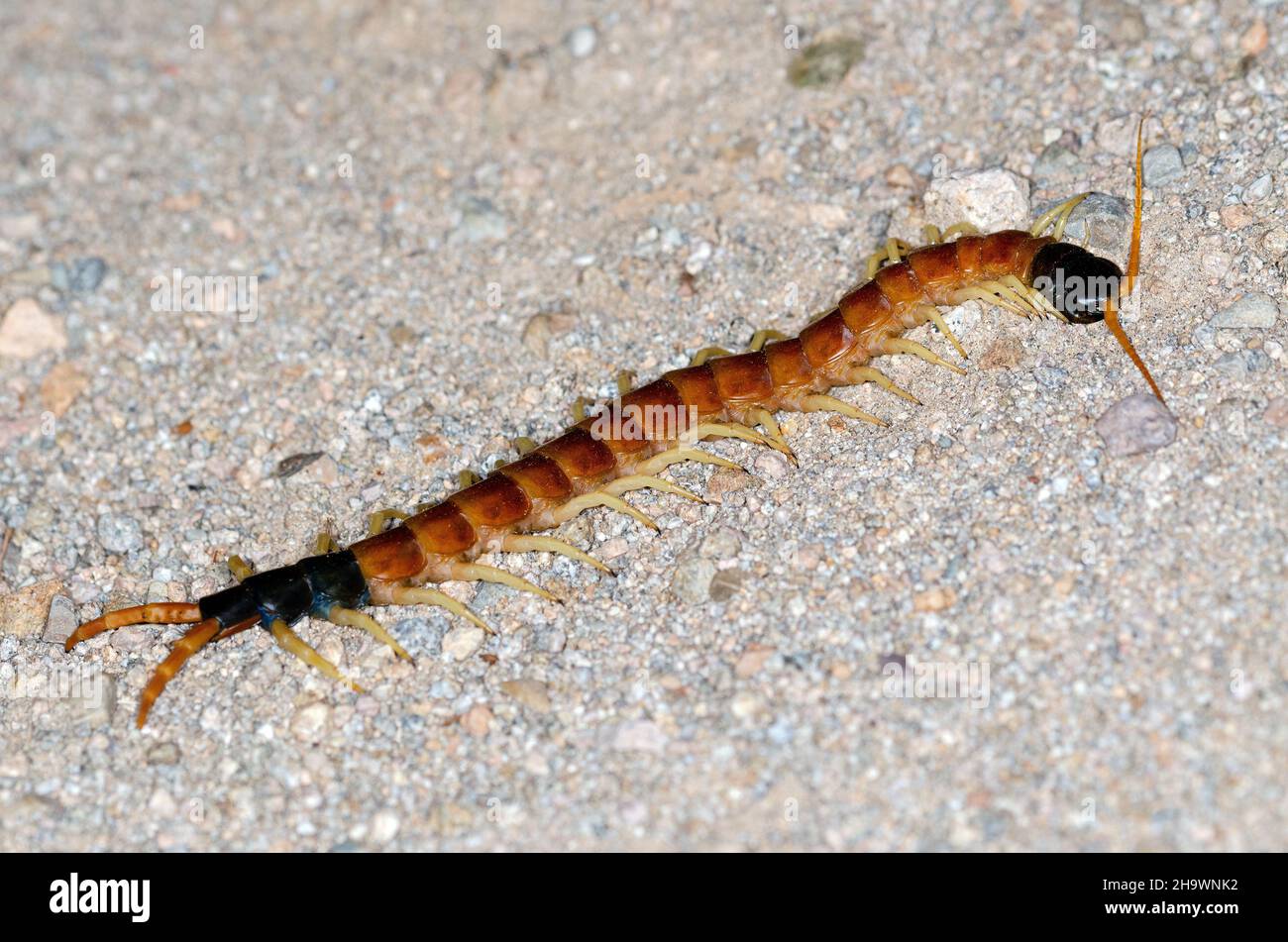 Giant Desert Centipede (Scolopendra heros) Stock Photo