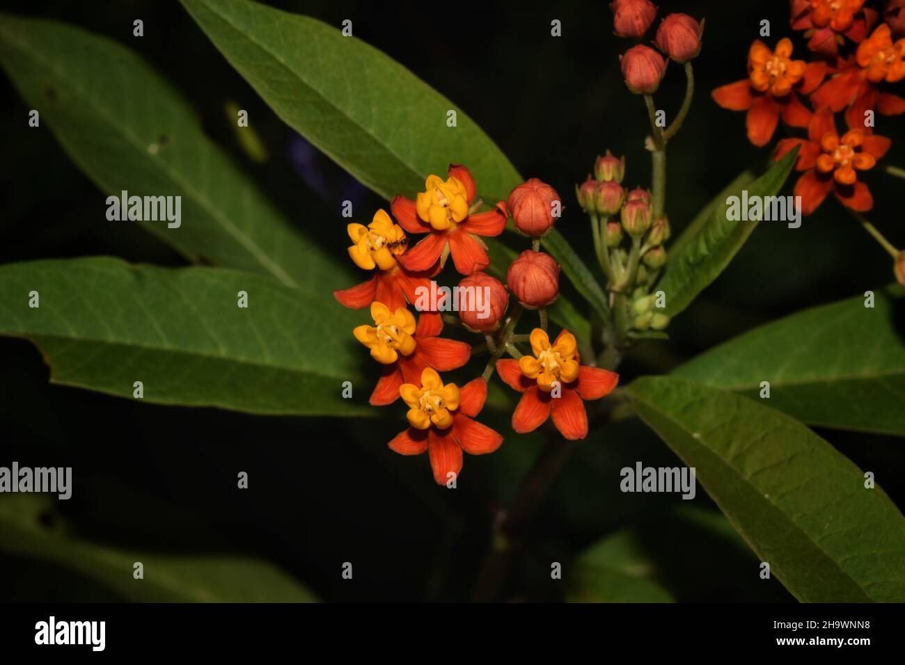 Milkweed flower scientifically known as Asclepias curassavica in a garden in Trinidad. Stock Photo