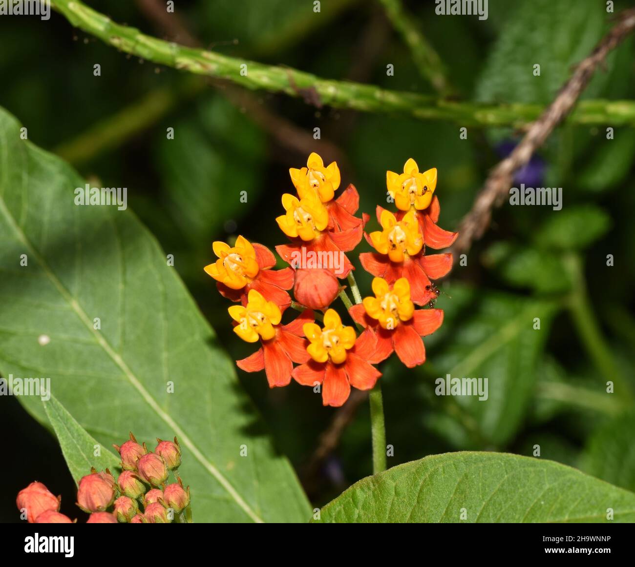Milkweed flower scientifically known as Asclepias curassavica in a garden in Trinidad. Stock Photo