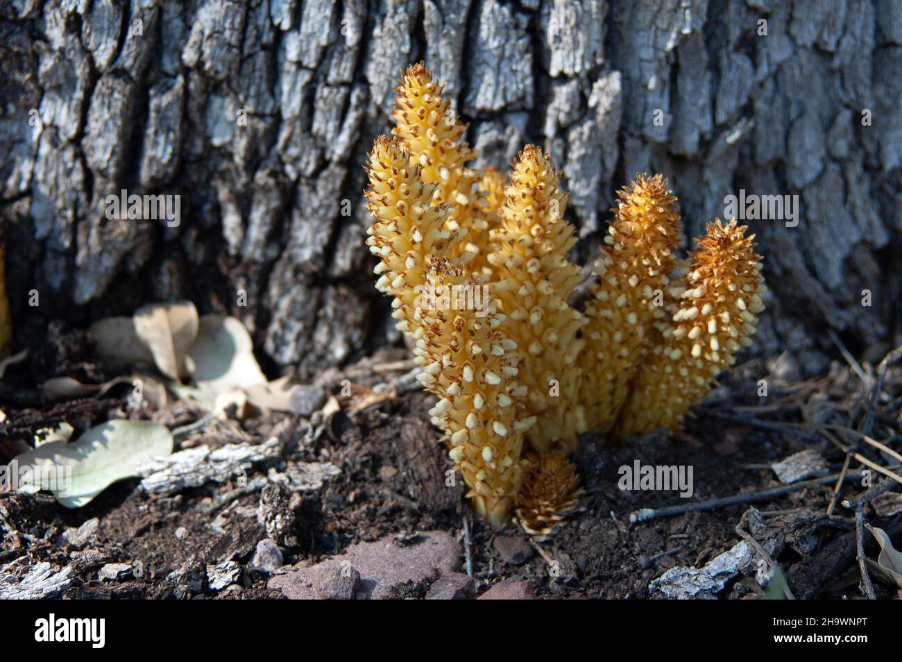 Alpine Squawroot (Conopholis alpina mexicana) Stock Photo