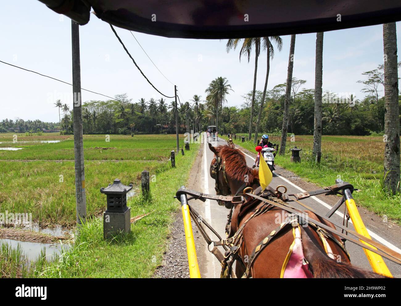riding in a traditional horse and cart or Delman in the countryside near Borobudur temple in Magelang, Central Java, Indonesia. Stock Photo