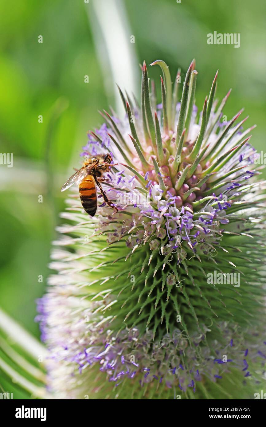 A Bee on a Dipsacus Sativus growing in the Botanic Gardens in Adelaide Australia Stock Photo