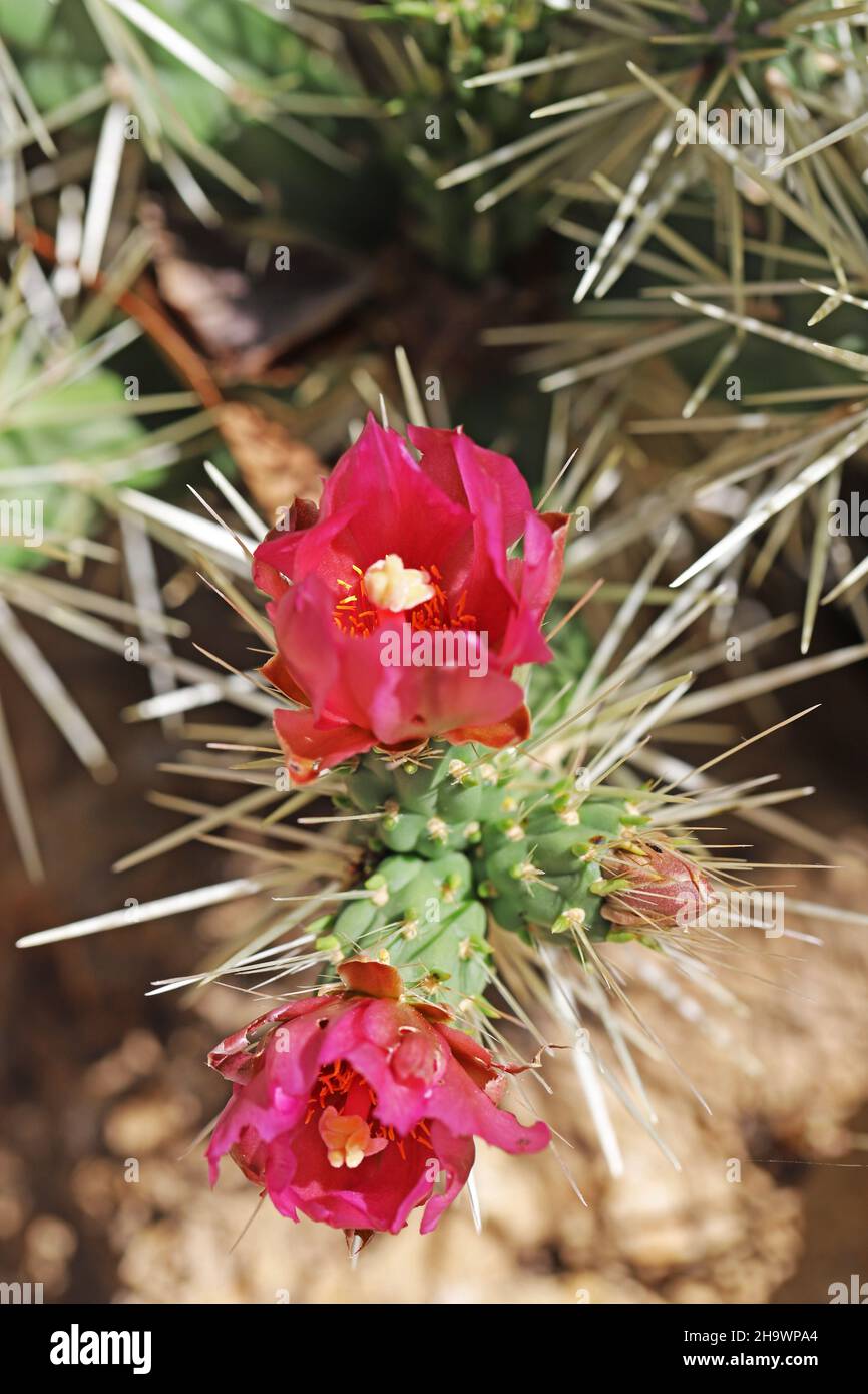 Cylindropuntia Tunicata cactus flowering in the Botanic Gardens in Adelaide Australia Stock Photo