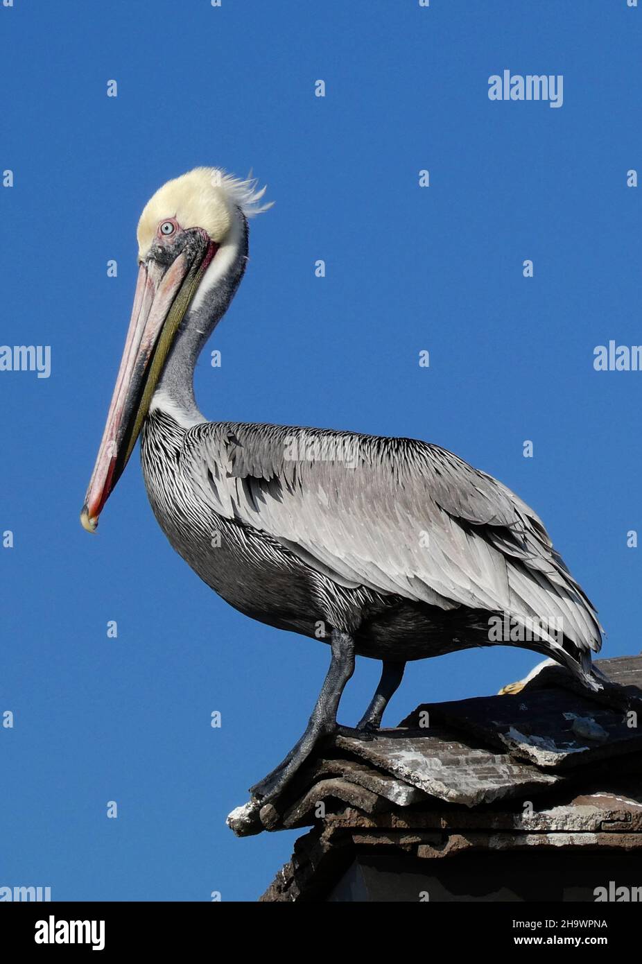 Brown pelican perched on rooftop, Huntington Beach, California Stock Photo