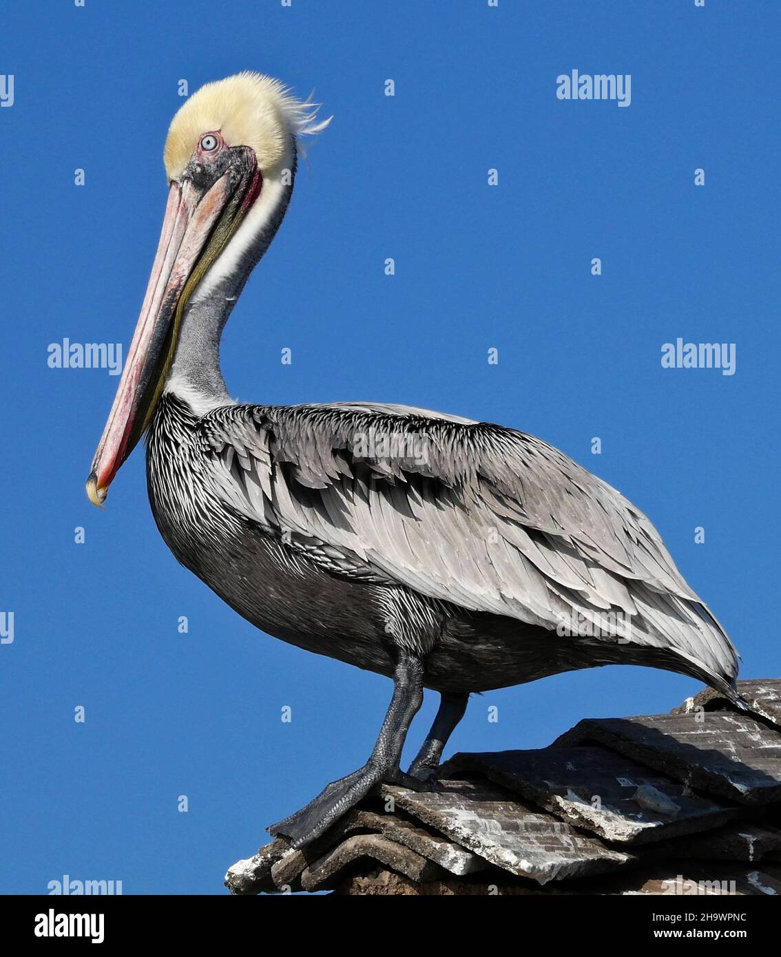 Brown pelican perched on rooftop, Huntington Beach, California Stock Photo