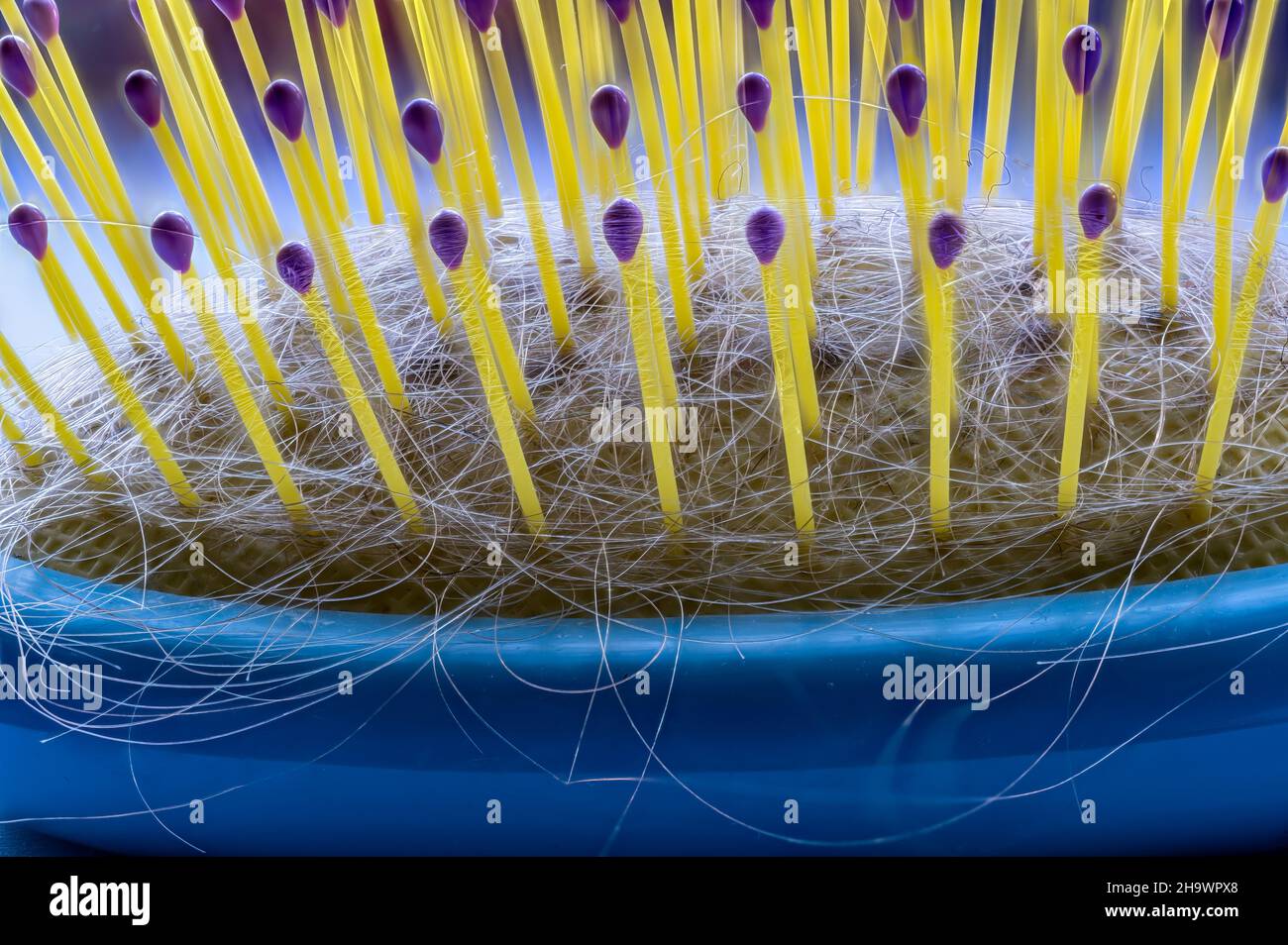 Selective focus on bristles of a hairbrush with tangled hair Stock Photo Alamy