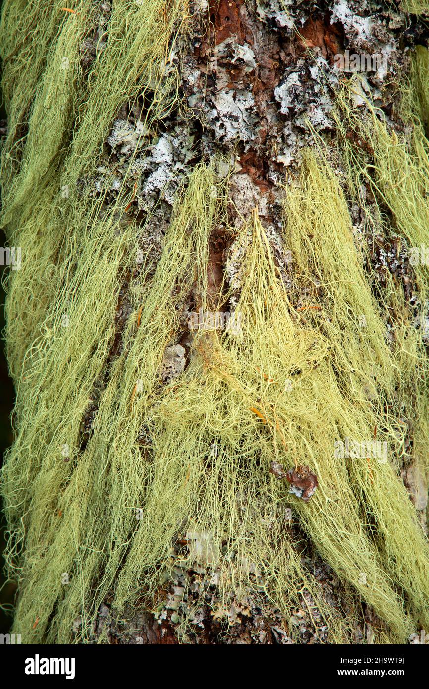 Pacific silver fir (Abies amabilis) with lichen at Waldo Lake, Willamette National Forest, Oregon Stock Photo