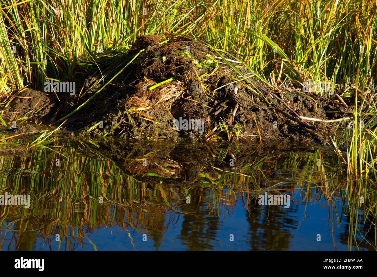 Beaver scent mound on Gold Lake, Willamette National Forest, Oregon Stock Photo