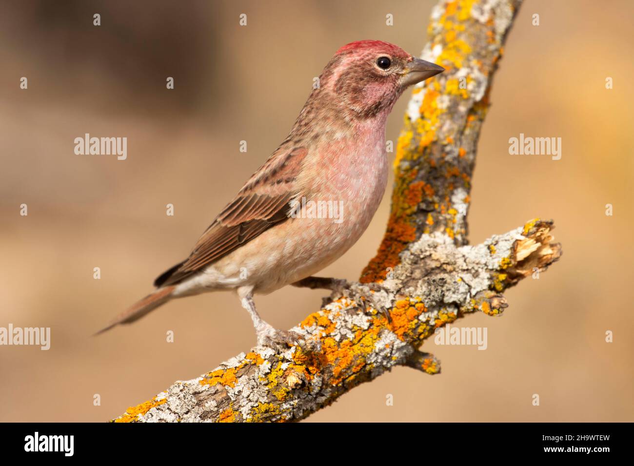 Cassin's Finch (Haemorhous cassinii), Cabin Lake Viewing Blind, Deschutes National Forest, Oregon Stock Photo