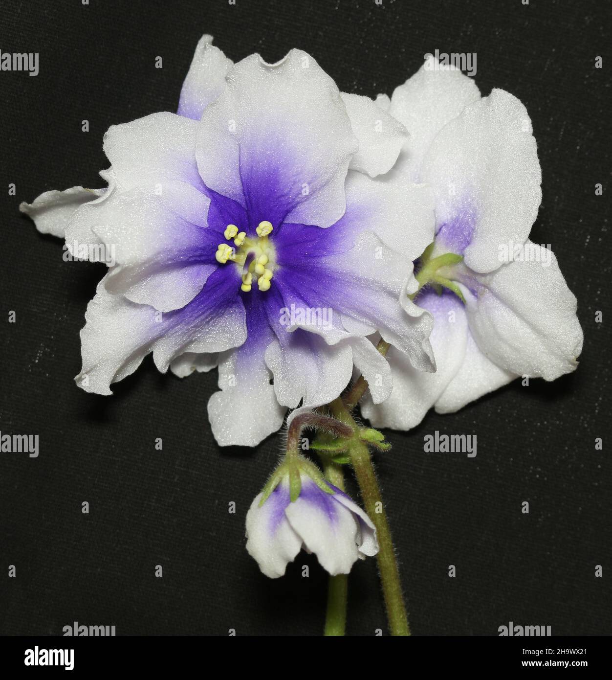 African violet flower Stock Photo