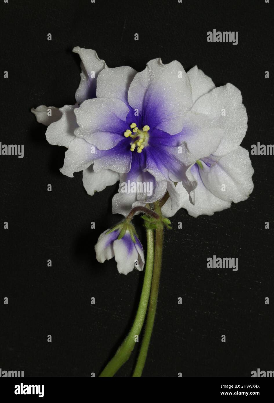African violet flower Stock Photo