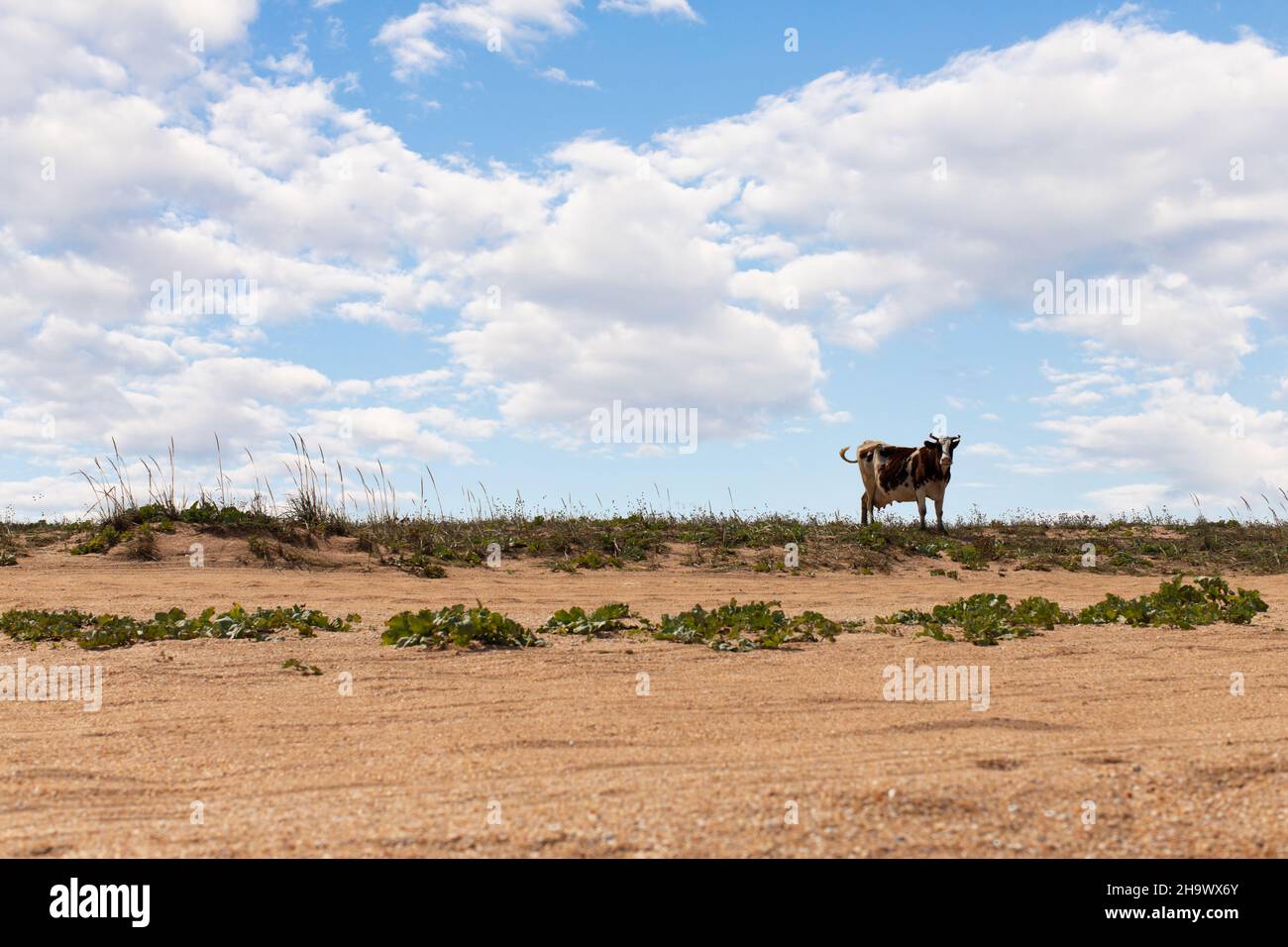 A white-brown cow stands by the beach against the background of grass and sky. Front view. Stock Photo