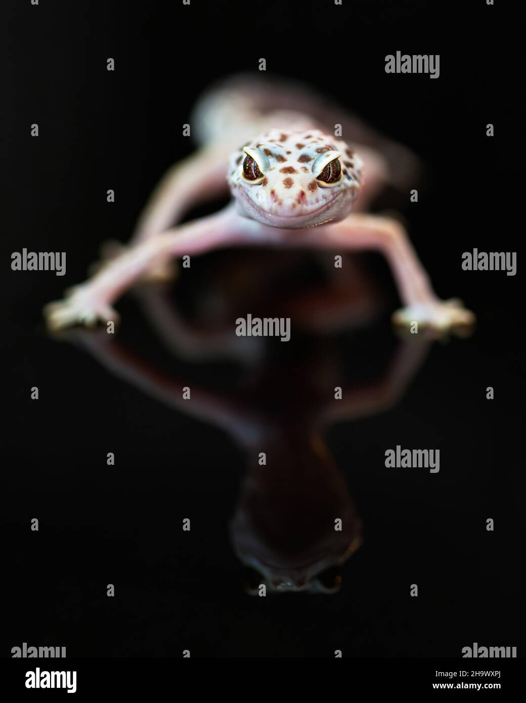Front view of Leopard Gecko. Stock Photo
