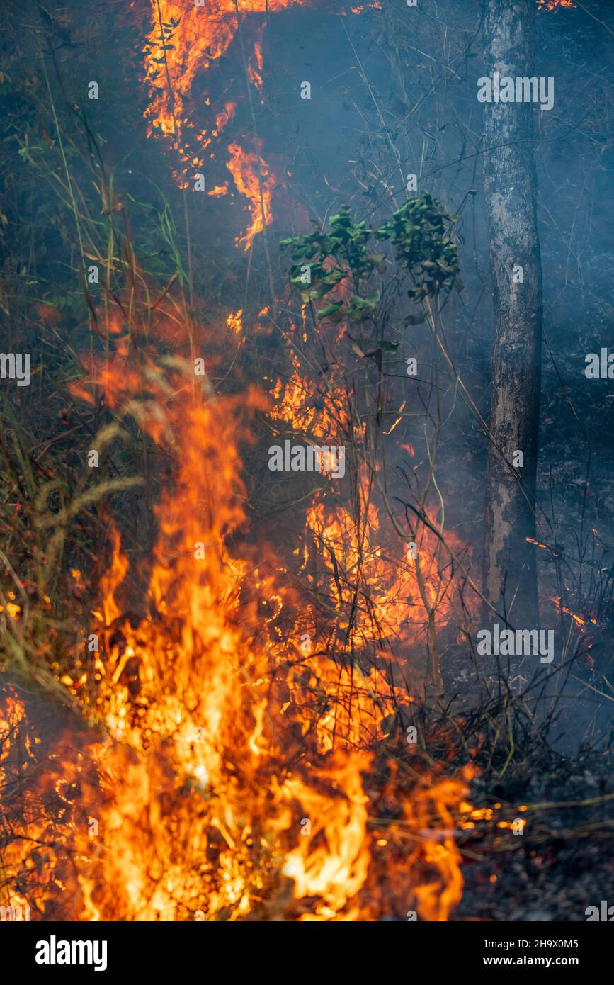 Forest fire disaster is burning caused by human Stock Photo Alamy