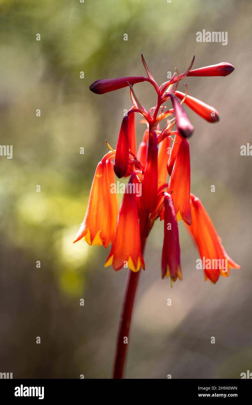 Natives plants and flowers growing in the bush in Australia Stock Photo