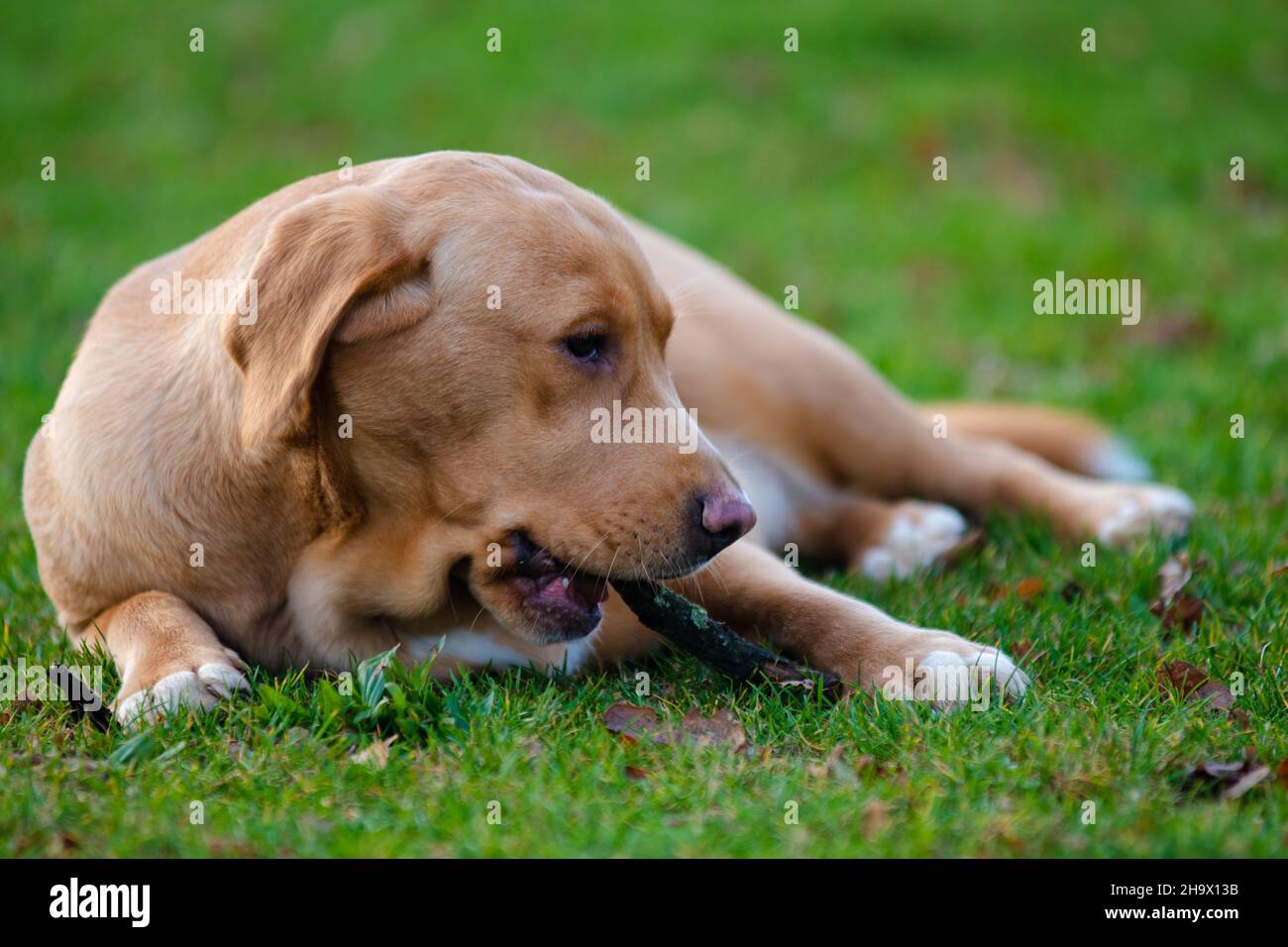 Ginger labrador sale