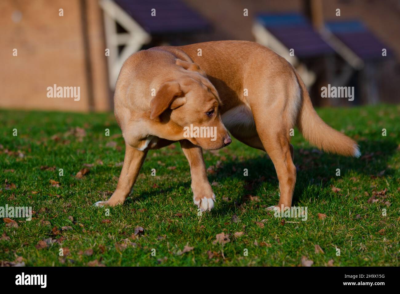 Sitting labrador playing wood hi-res stock photography and images - Alamy