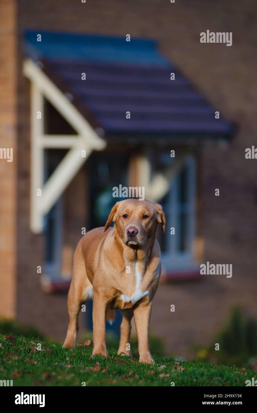 Sitting labrador playing wood hi-res stock photography and images - Alamy