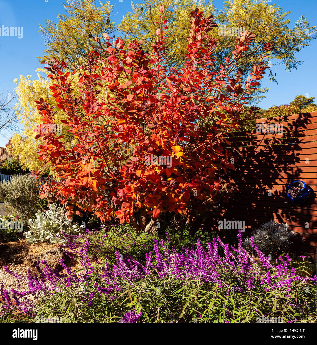Smokebush grace, Cotinus Coggygria with it's autumnal foliage and Salvia Mexican Sage, Salvia luecantha, is a feature in this suburban garden. Stock Photo