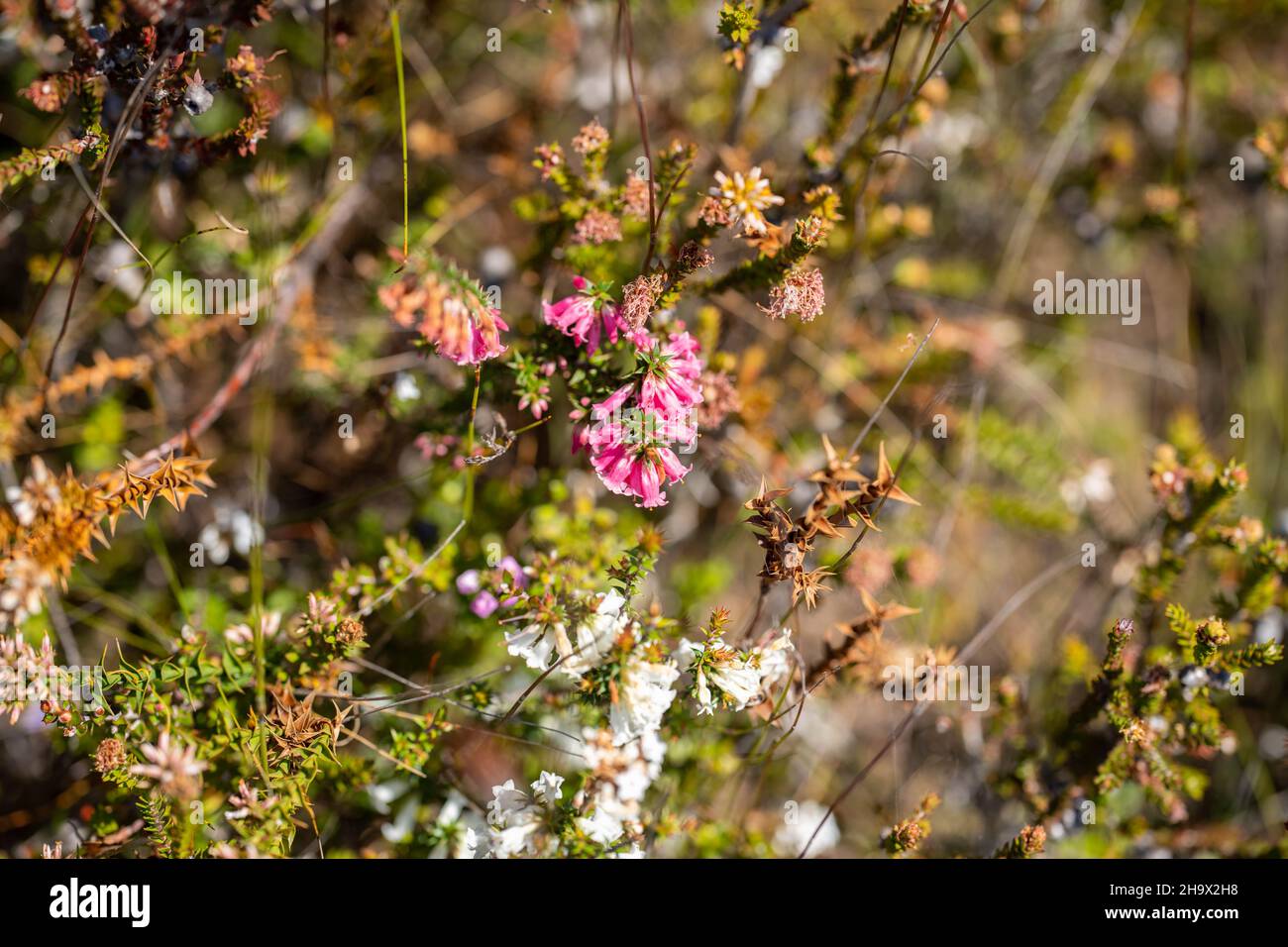 Natives plants and flowers growing in the bush in Australia Stock Photo
