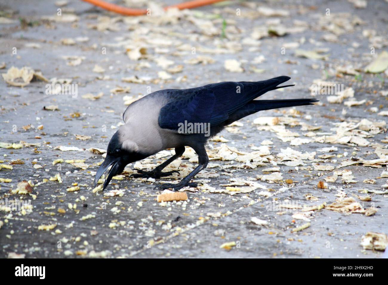 Indian house crow (Corvus splendens) in search of food : (pix SShukla) Stock Photo