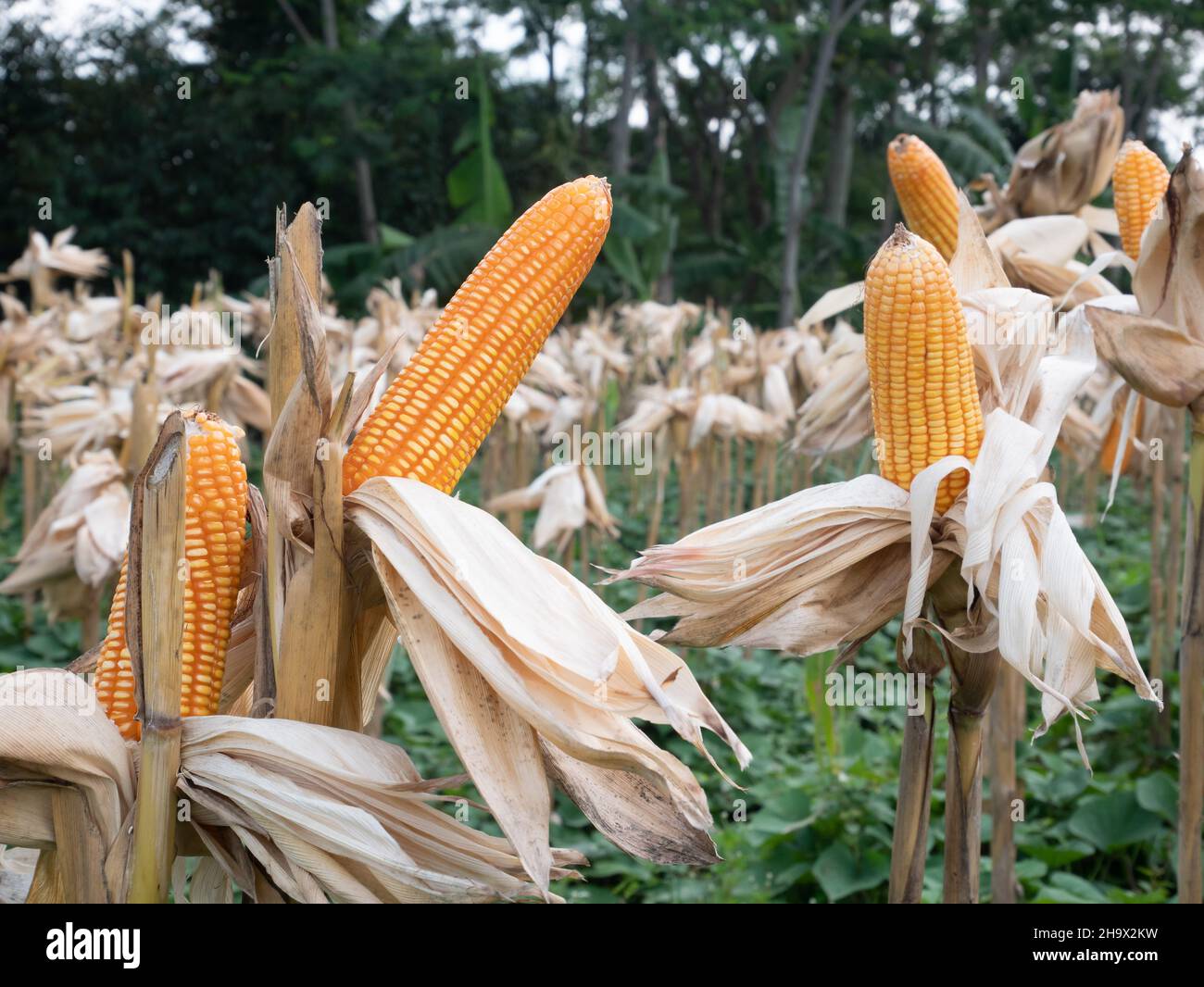 Corn field in clear day, corn tree with blue cloudy Sky Stock Photo - Alamy