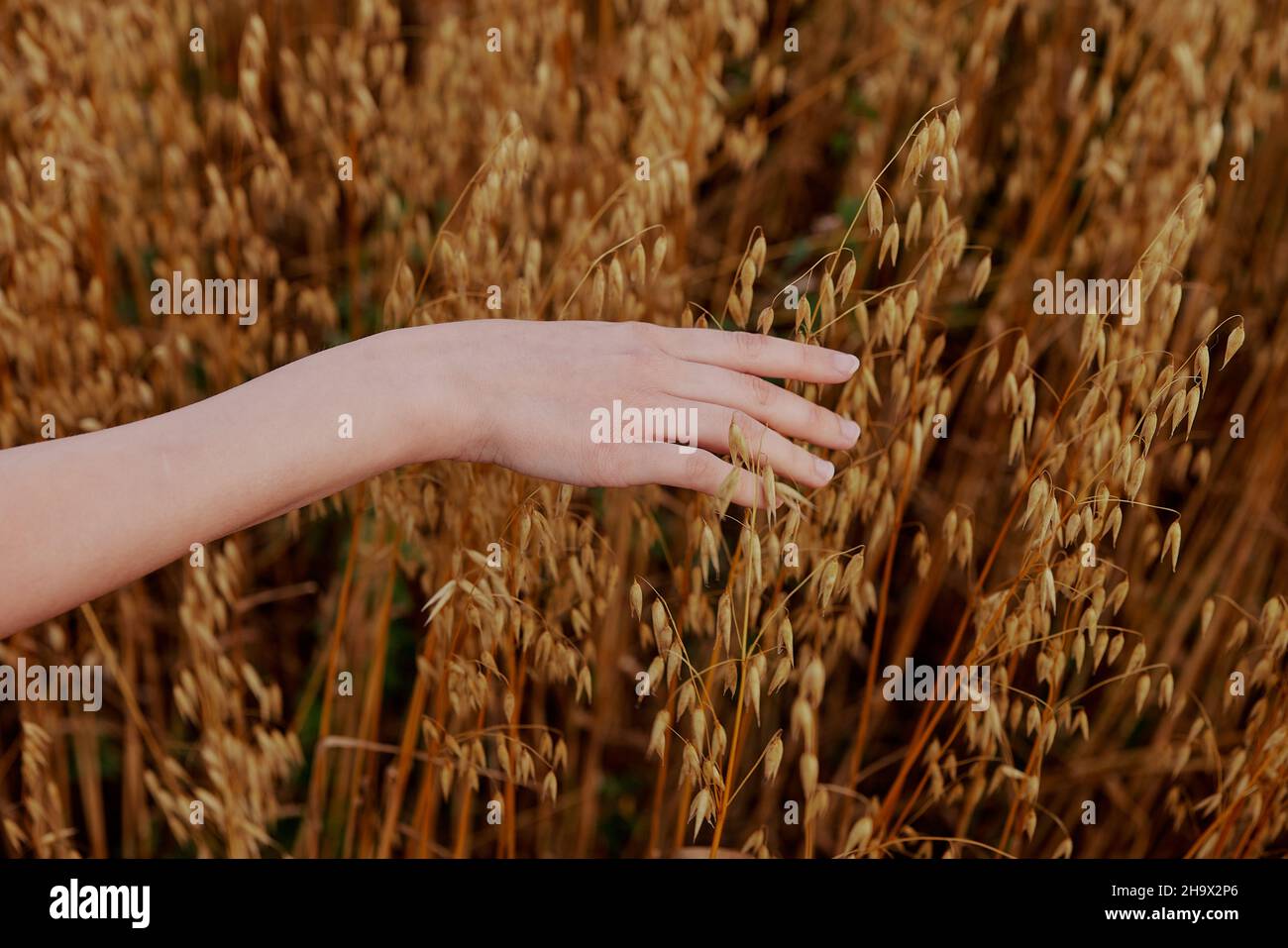 female hand wheat fields agriculture harvesting nature Stock Photo - Alamy