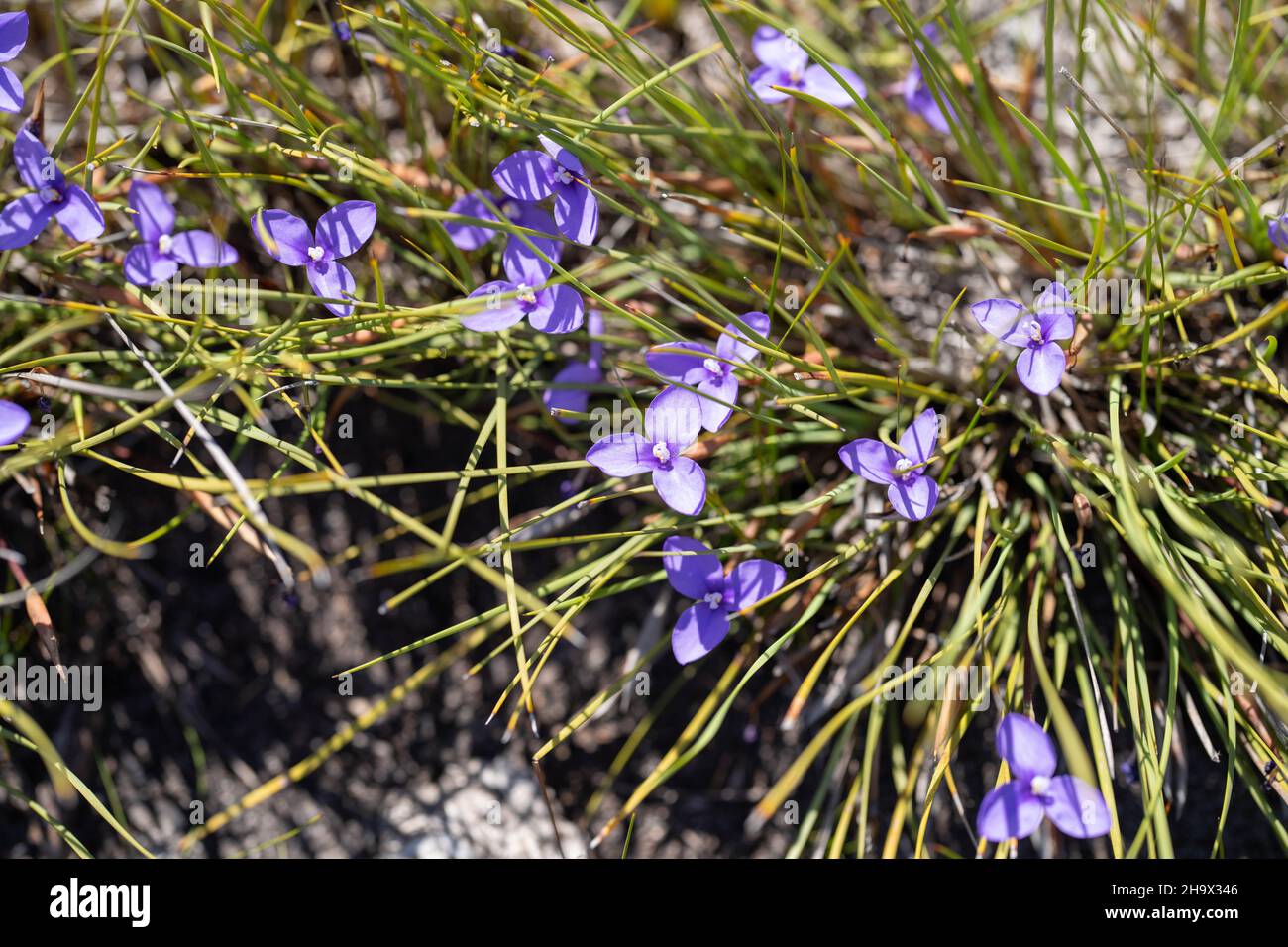 Natives plants and flowers growing in the bush in Australia Stock Photo