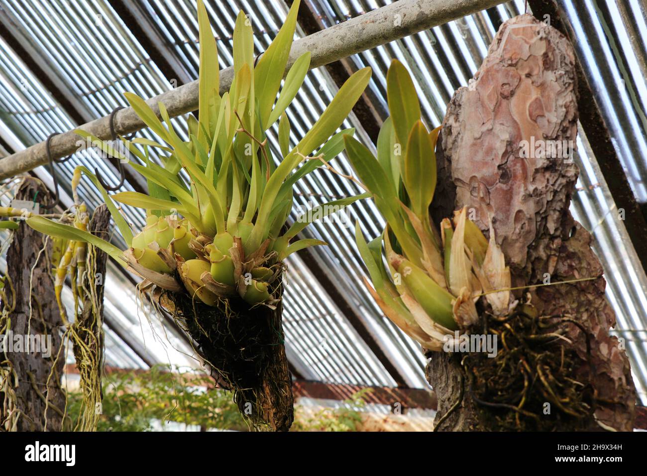Tropical plant Aechmea caudata in greenhouse Stock Photo