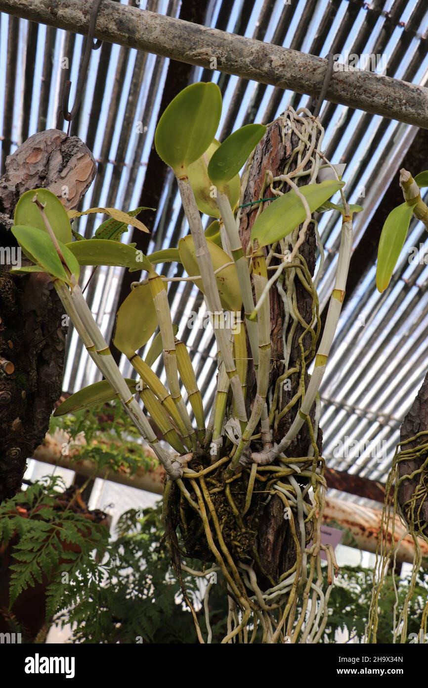 Tropical plant Aechmea caudata in greenhouse Stock Photo