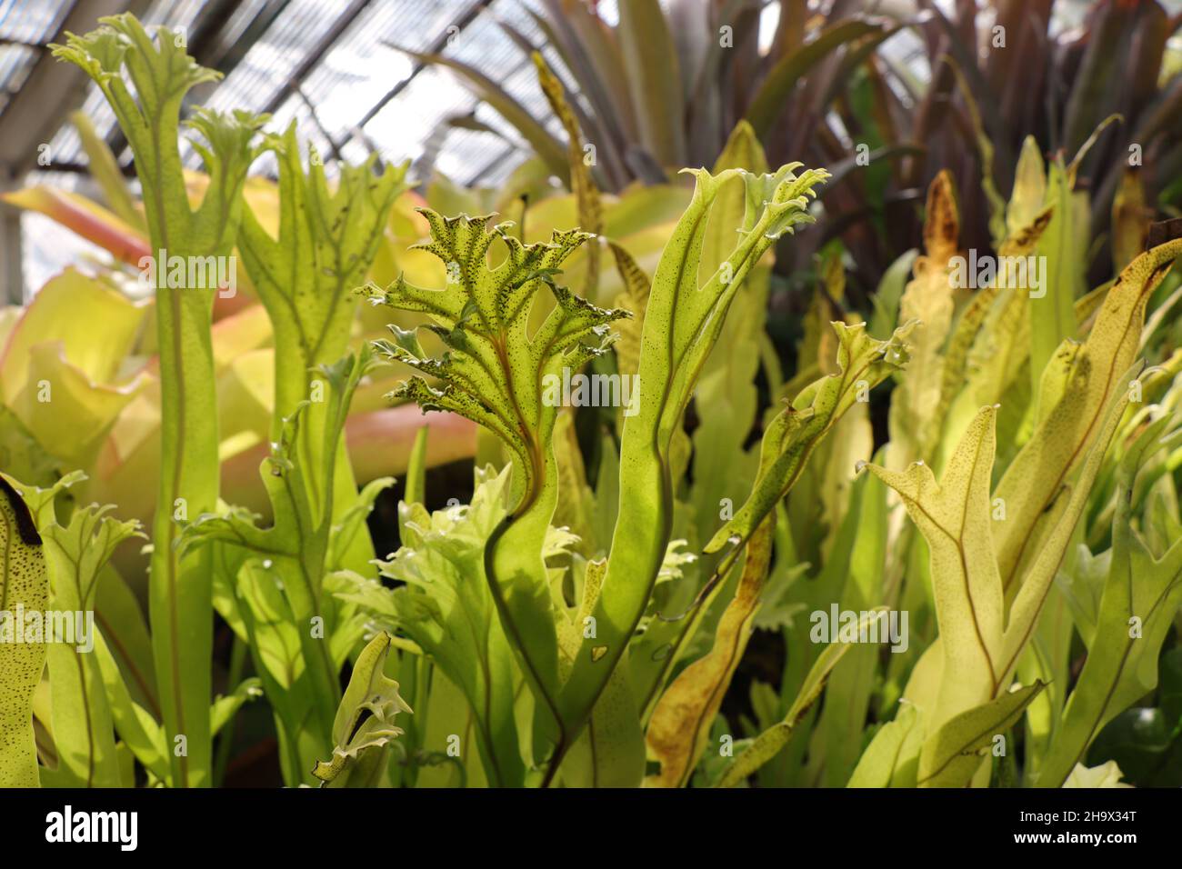 Tropical plant Compilation Polypodium polycarpon Stock Photo