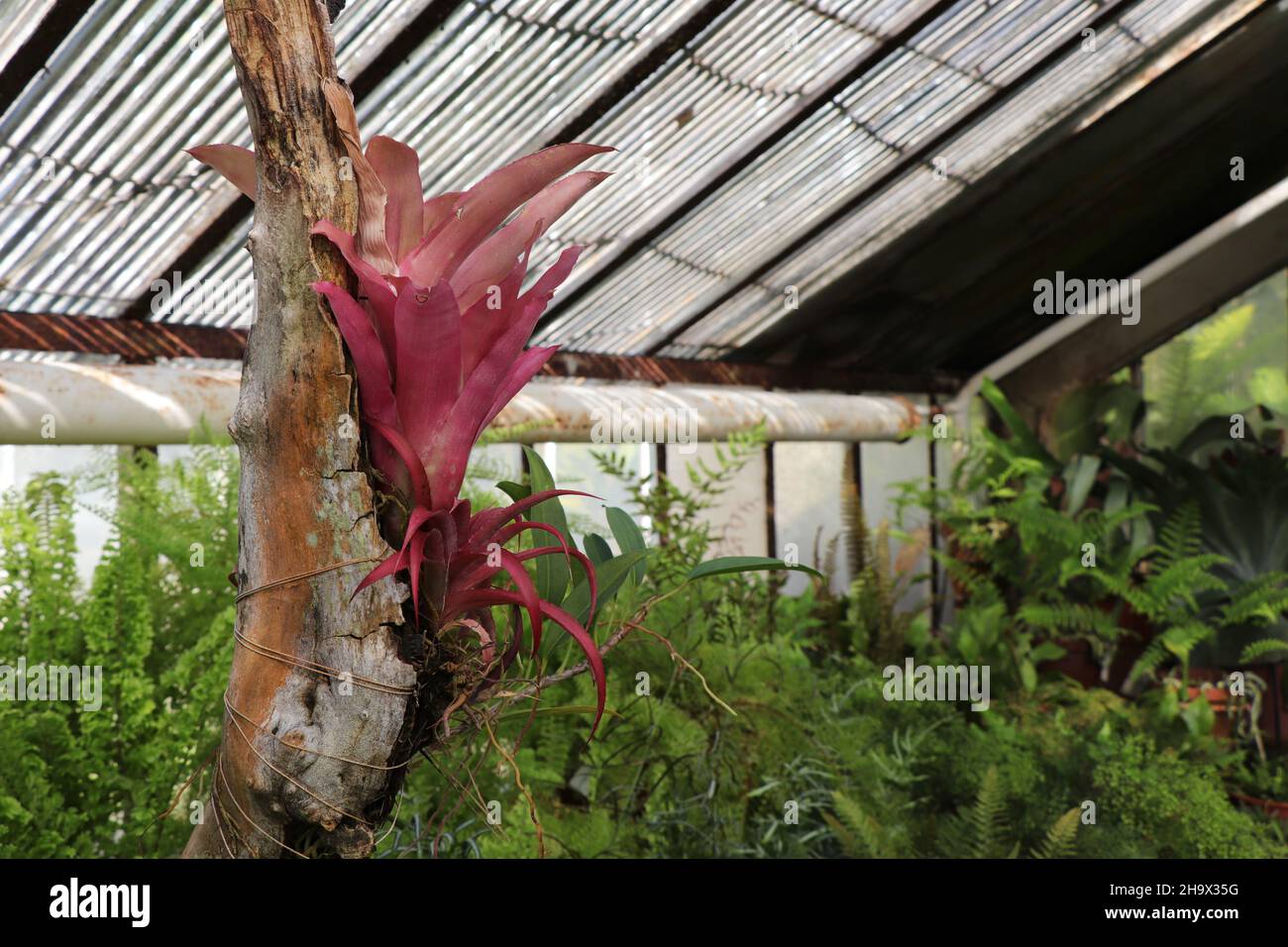 Tropical plant Aechmea caudata in greenhouse+ Stock Photo