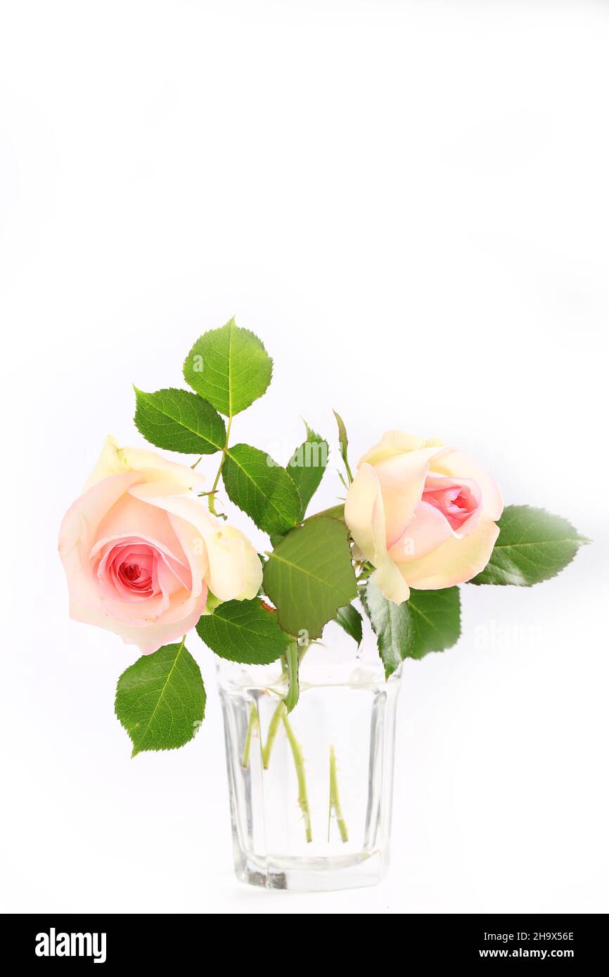 delicate rose on a light background Stock Photo - Alamy