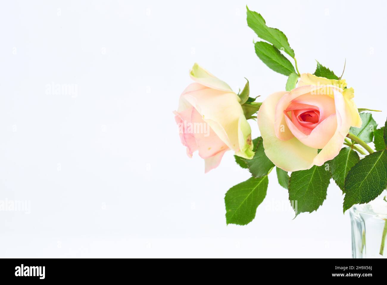 delicate rose on a light background Stock Photo - Alamy