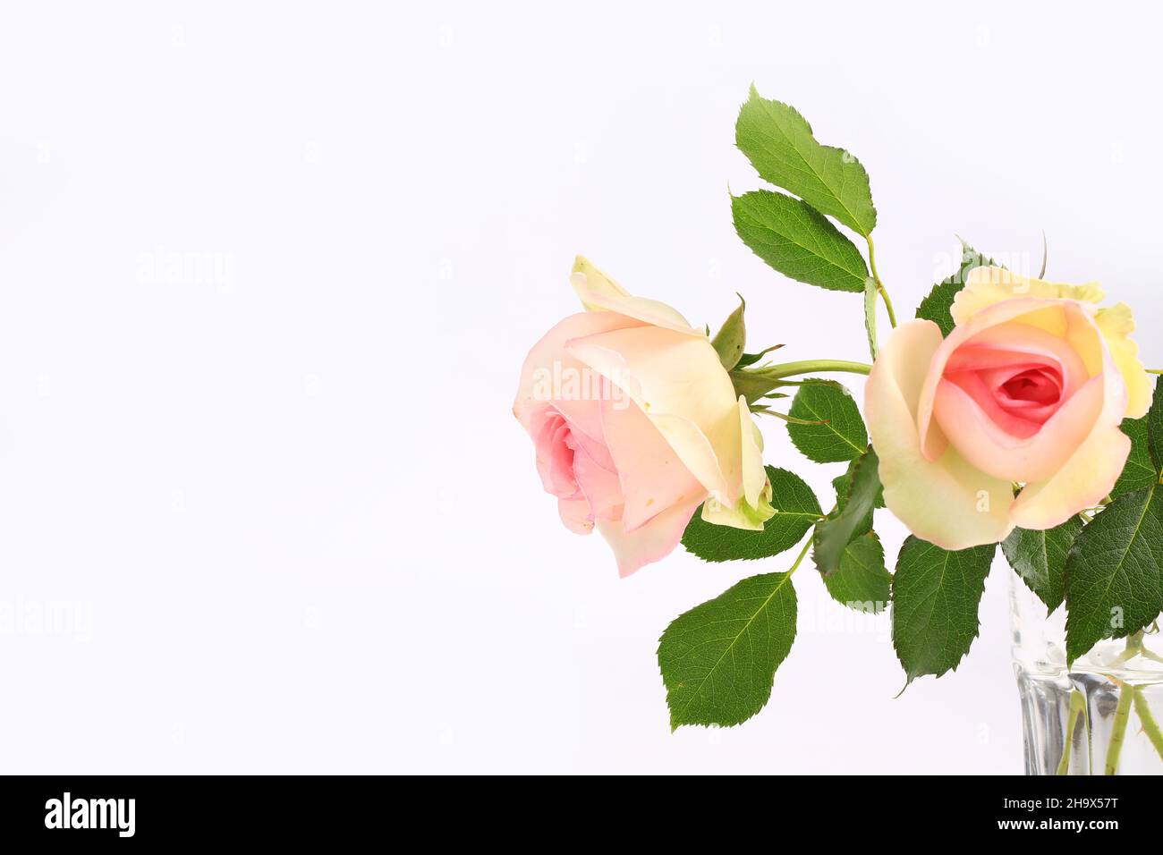 delicate rose on a light background Stock Photo - Alamy
