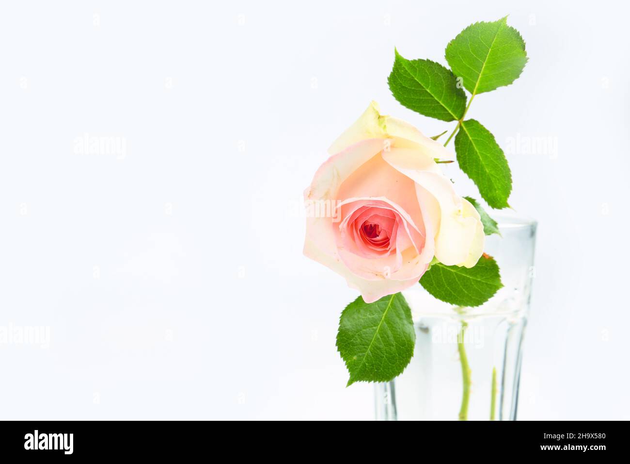 delicate rose on a light background Stock Photo - Alamy