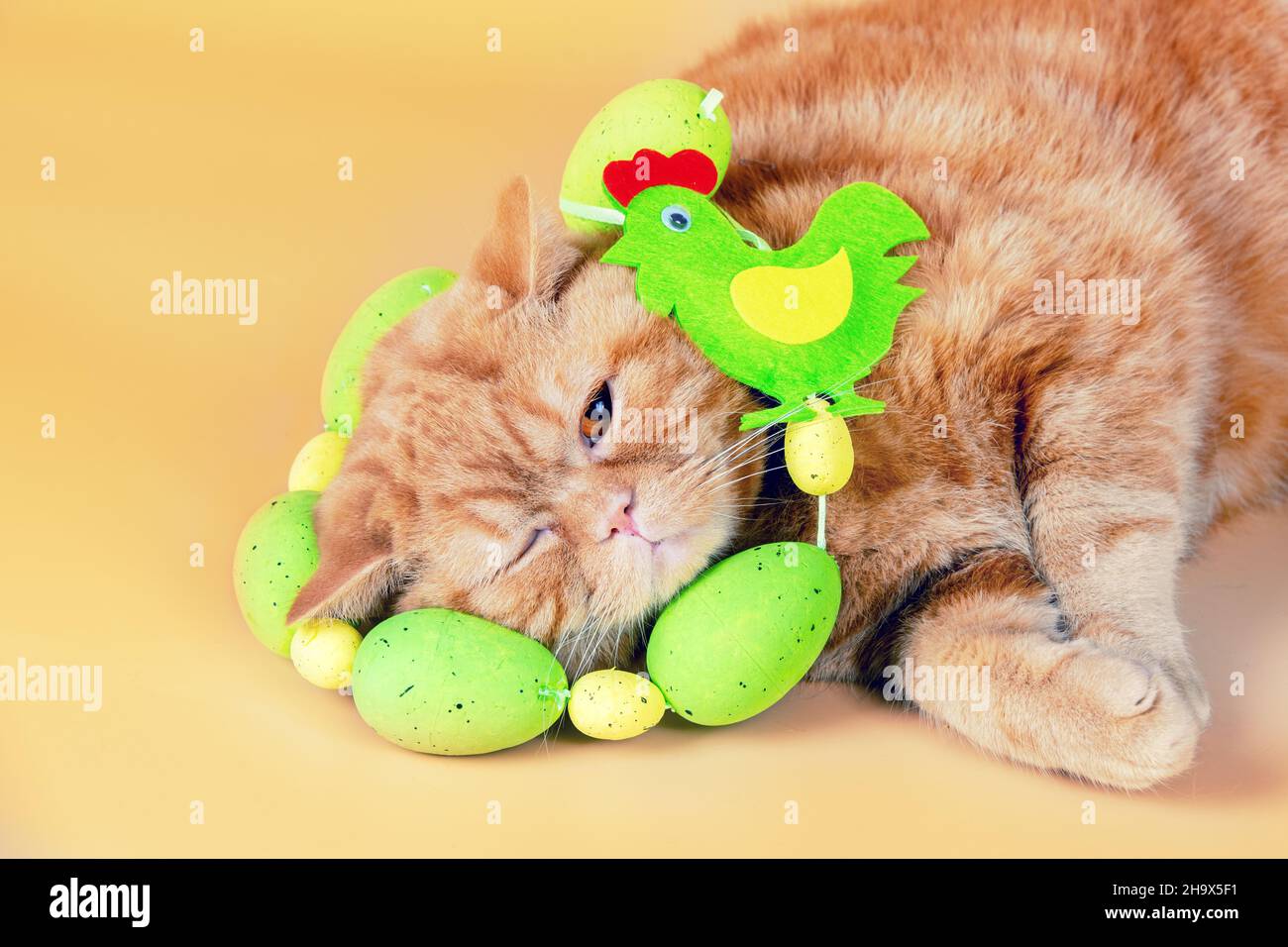 Cute funny ginger British shorthair cat with Easter eggs around neck lying on orange background Stock Photo