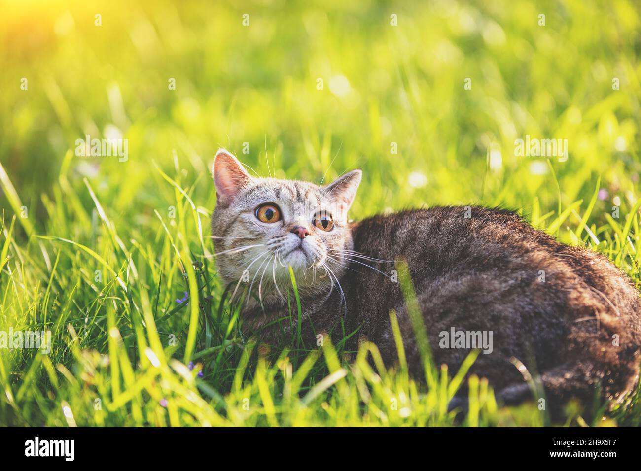 Young siamese cat grass hires stock photography and images Alamy