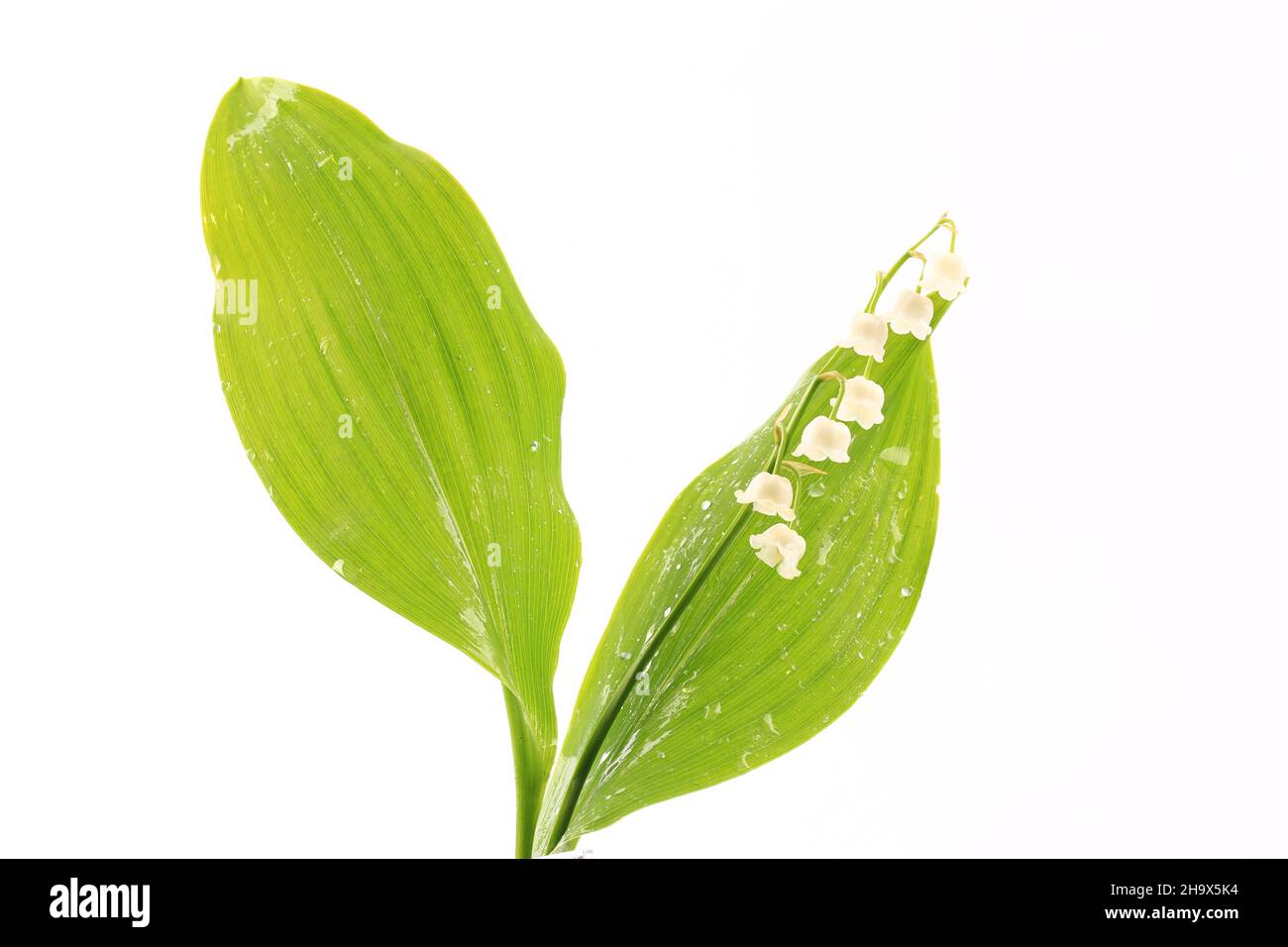 lilies of the valley isolated on white background Stock Photo Alamy