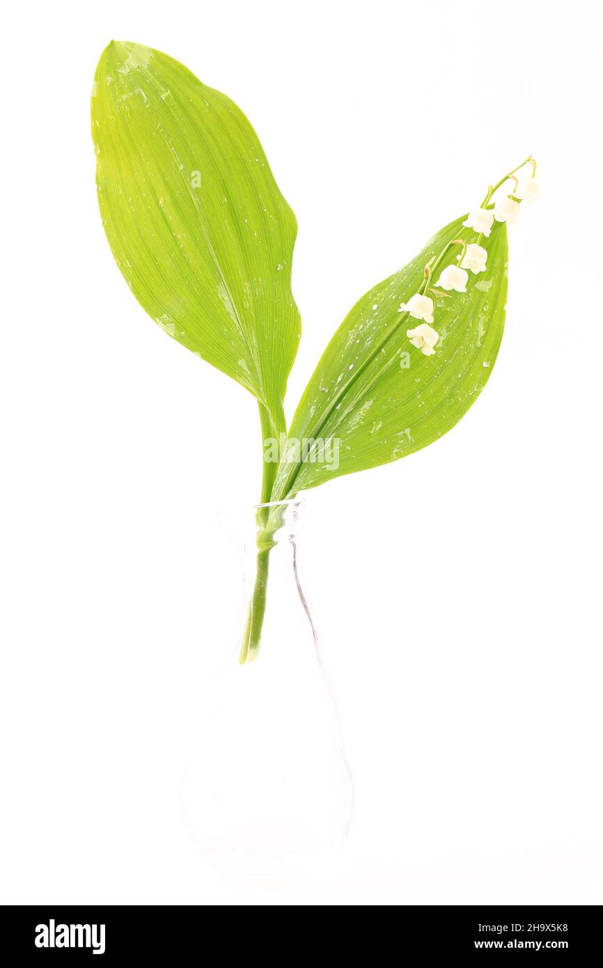 lilies of the valley isolated on white background Stock Photo Alamy