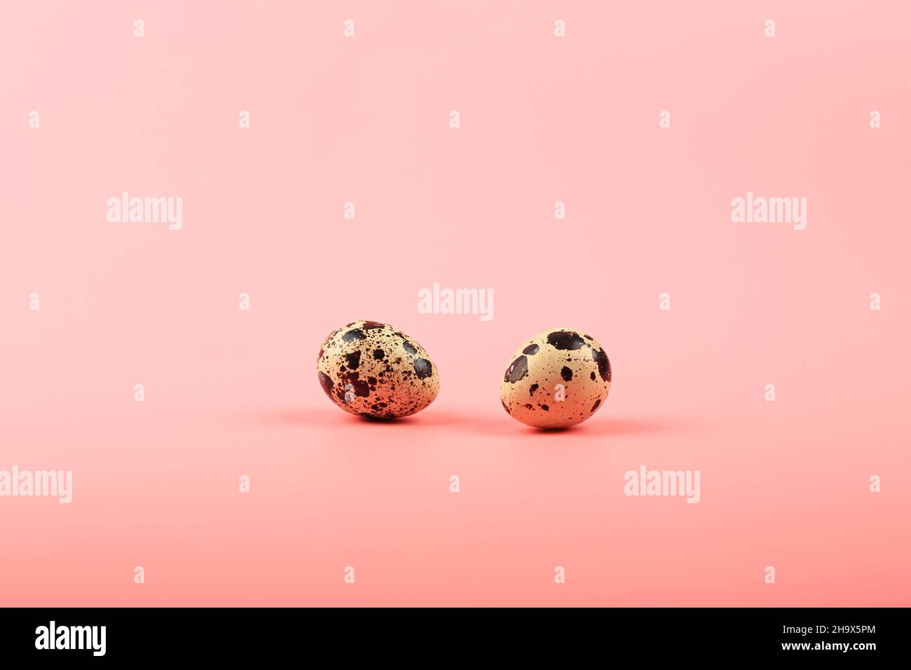 two quail eggs on a pink background Stock Photo