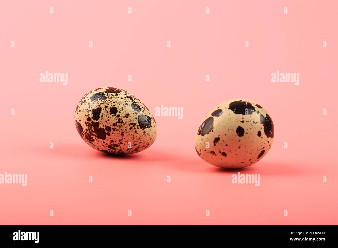 two quail eggs on a pink background Stock Photo