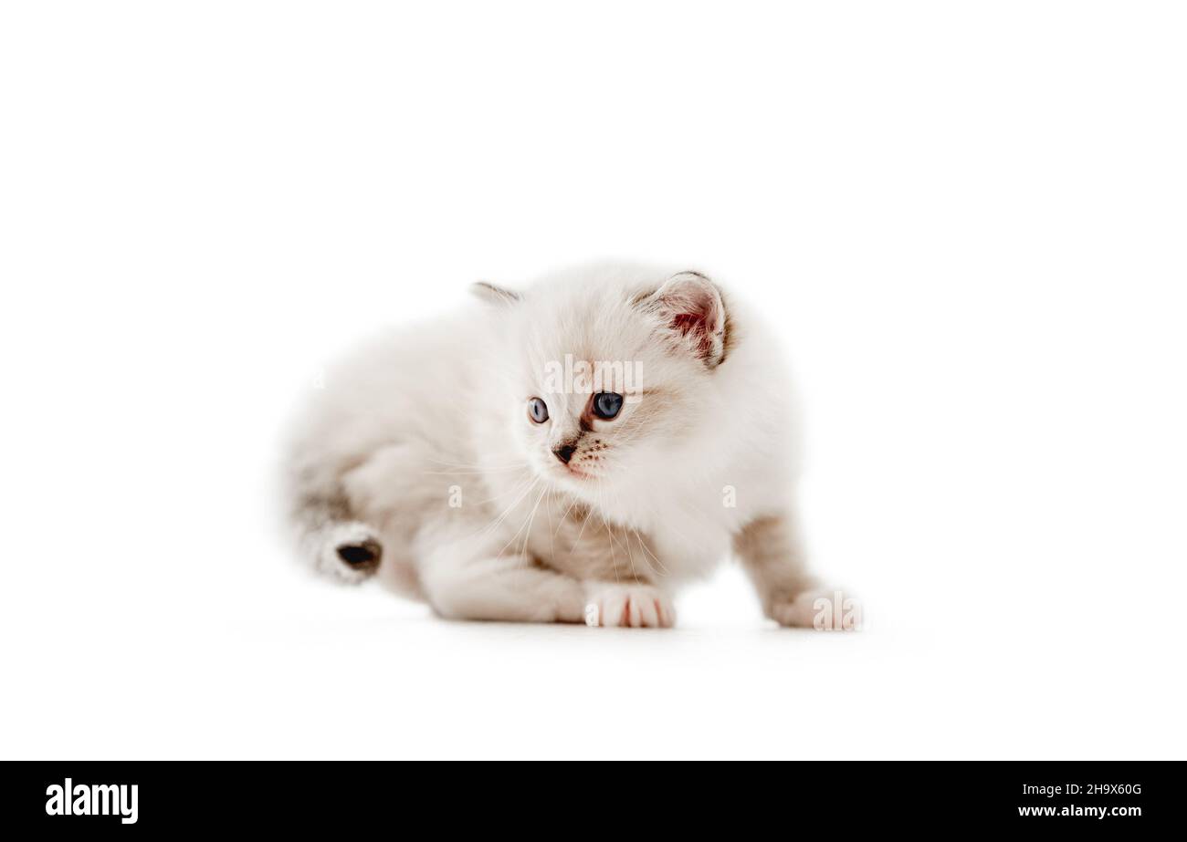 Ragdoll cat kitten isolated on white background Stock Photo - Alamy
