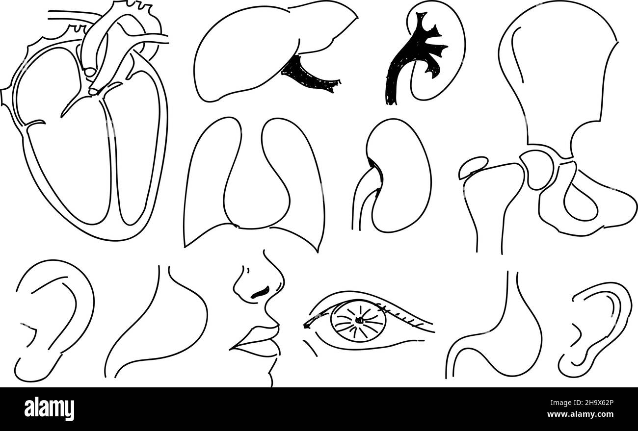 Sketches of human organs. Vector illustration. Stock Vector