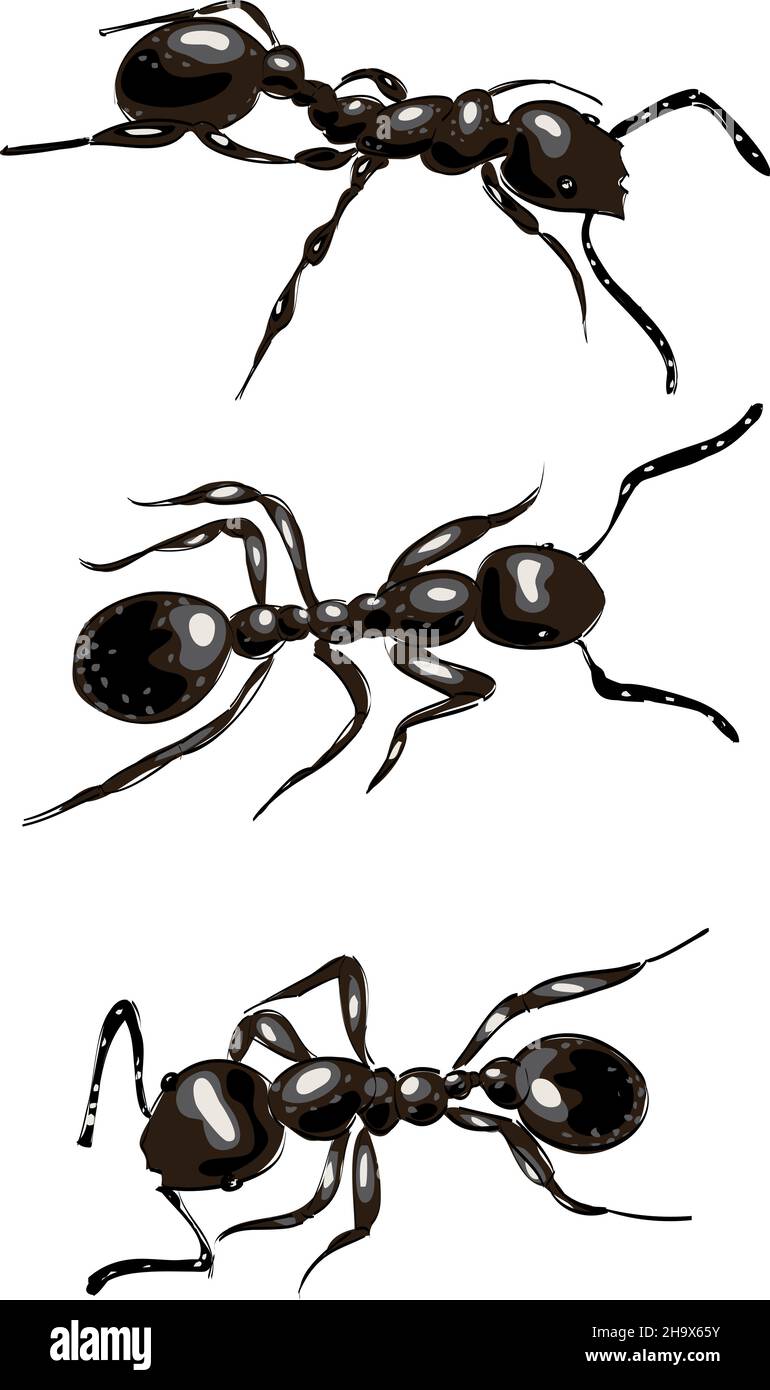 Black ants. Isolated on white background. Vector illustration. Stock Vector