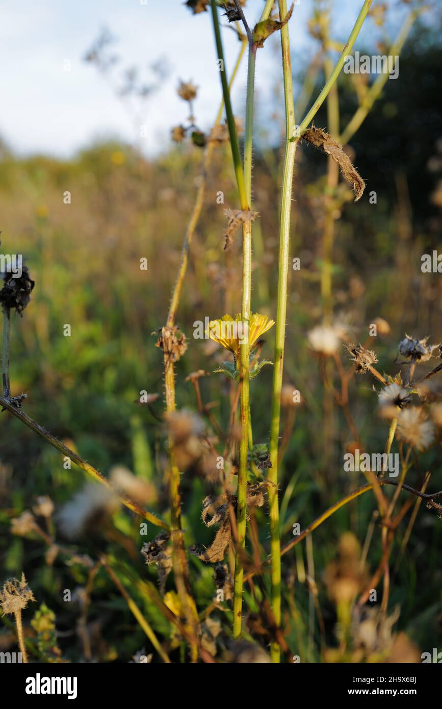 Closeup of typical wildflower hedgerow with a yellow flower, thistles