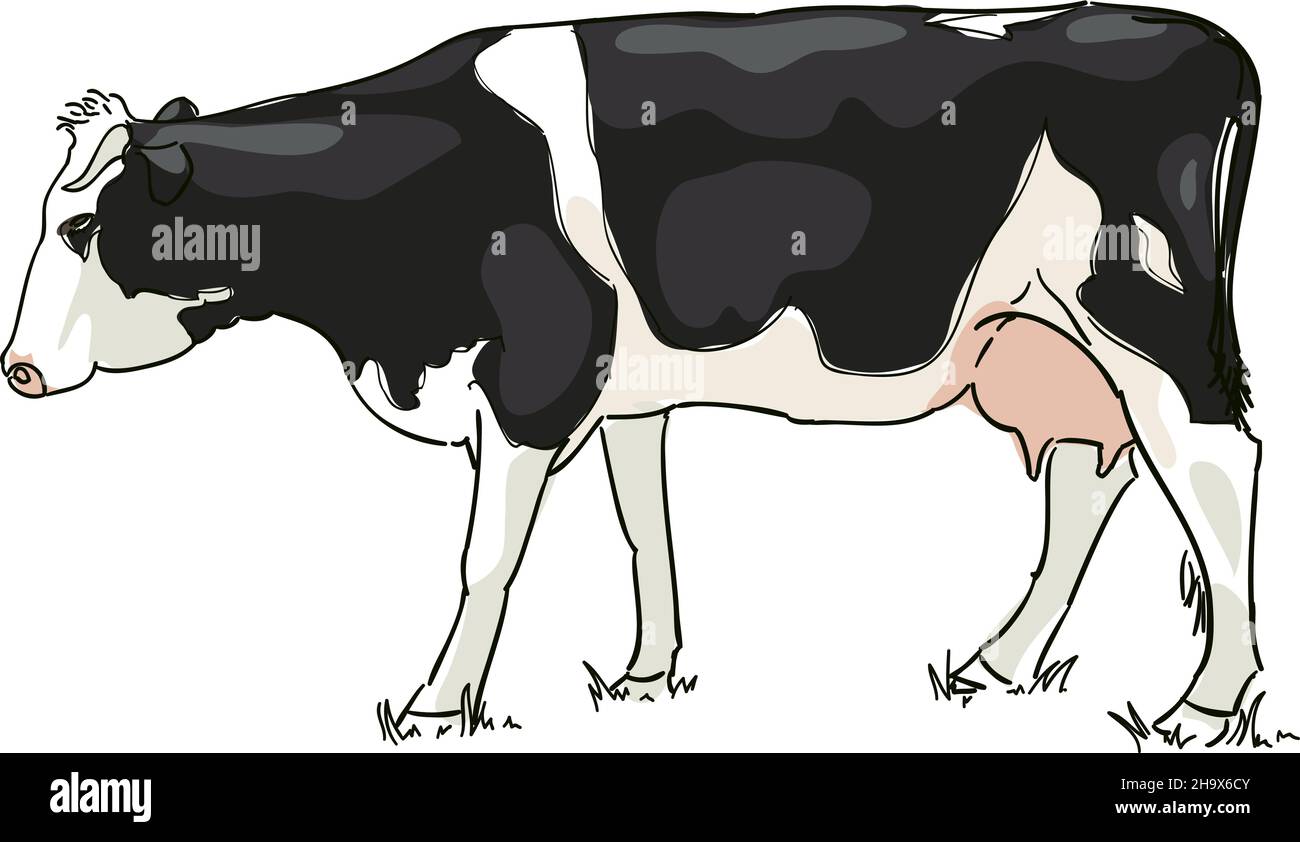 The white and black cow is grazed . Vector illustration. Stock Vector
