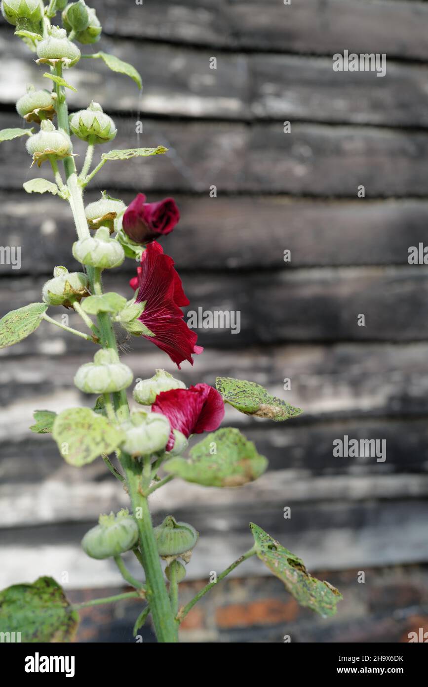 Close-up of a deep red Hollyhock (Alcea) in the English countryside with a black boarded barn in the background Stock Photo